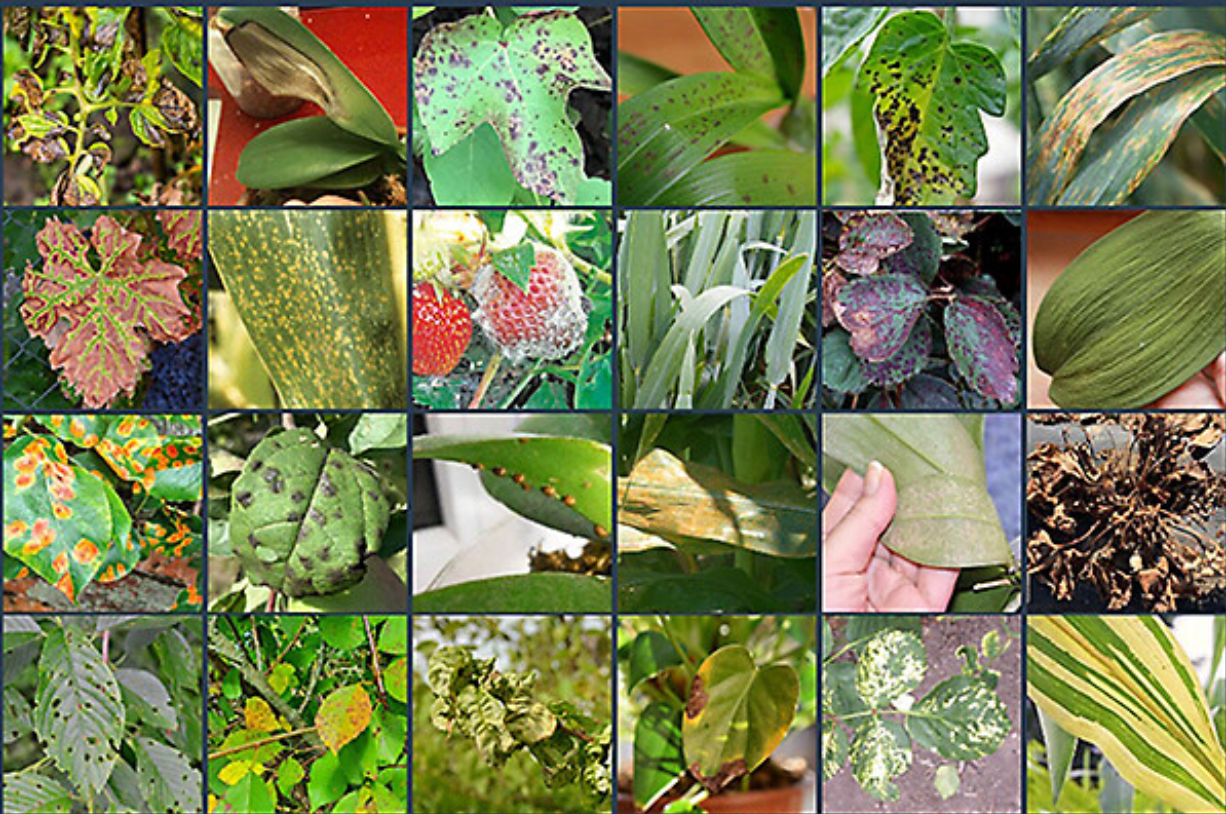 plant-disease